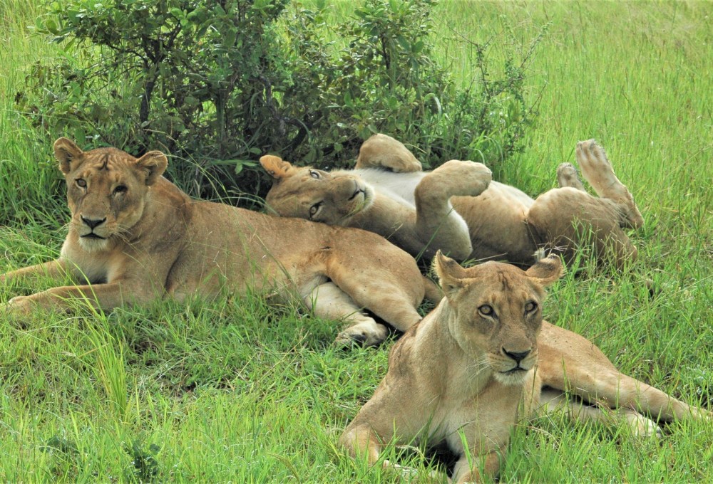 Safari im Weltnaturerbe Ngorongoro Krater